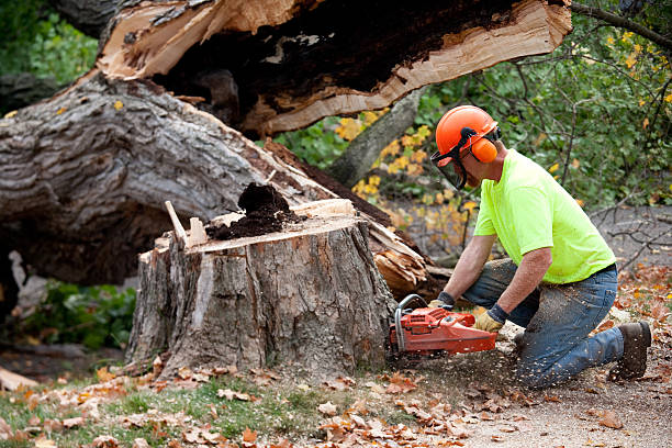 Best Local Tree Services  in USA